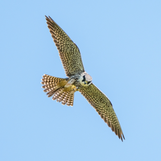 Identify birds of prey  Northumberland Wildlife Trust