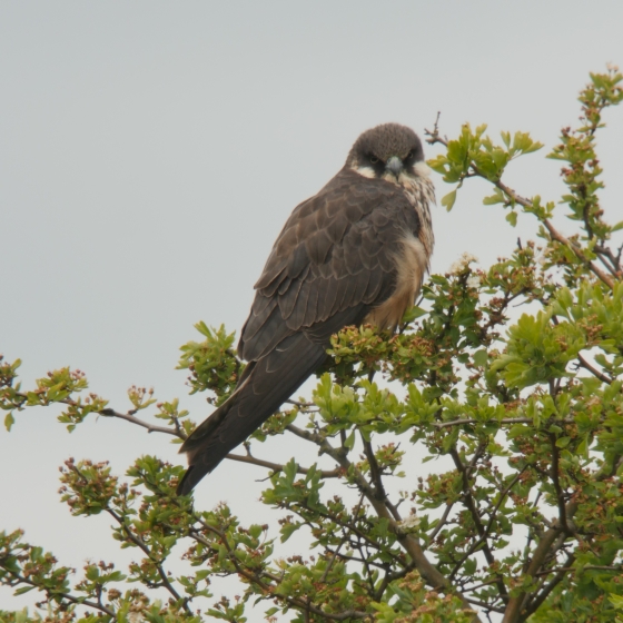 Eleonoras Falcon, Scott Mayson