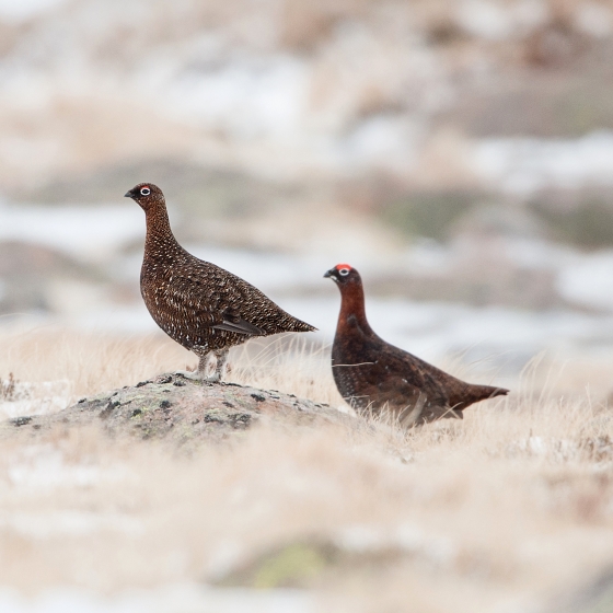 Red Grouse, Sarah Kelman