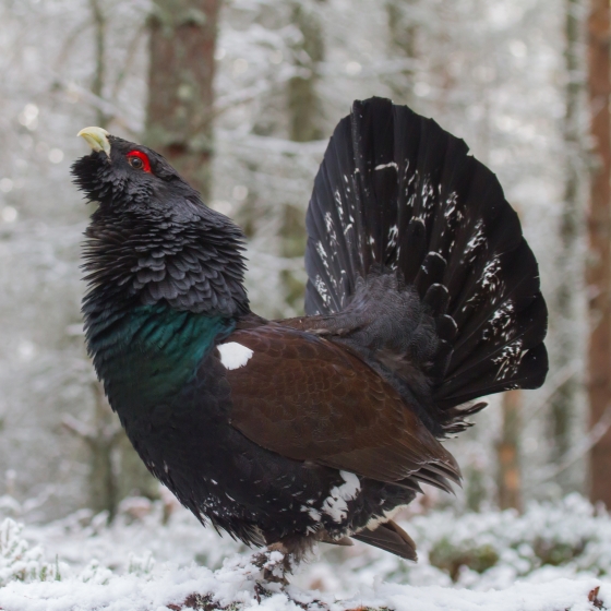 Capercaillie, Ian Hay