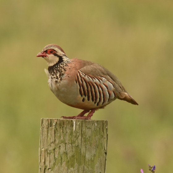 Red-legged Partridge, Moss Taylor