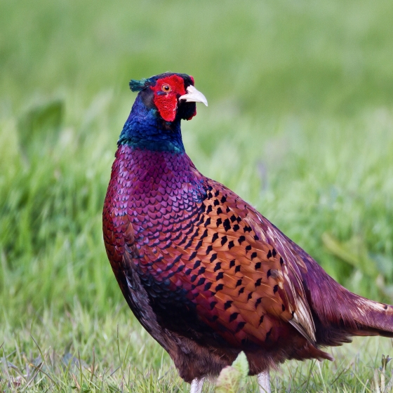 Pheasant  BTO - British Trust for Ornithology