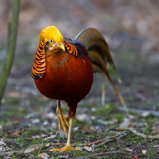 Golden Pheasant  BTO - British Trust for Ornithology