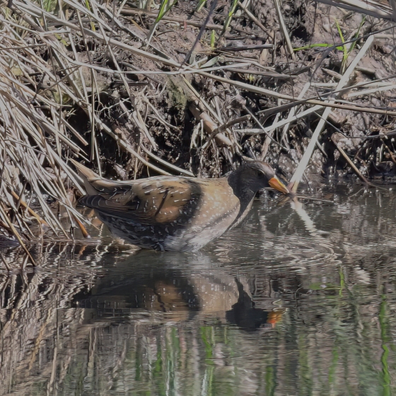 Spotted Crake, Brendan Doe