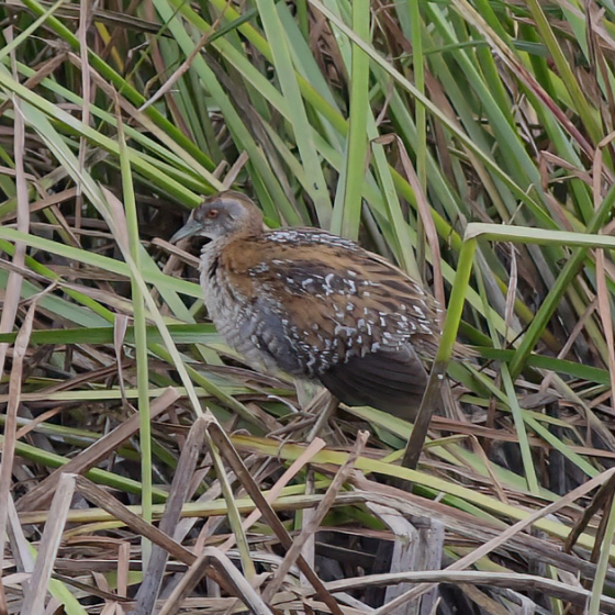 Baillons Crake, Brendan Doe