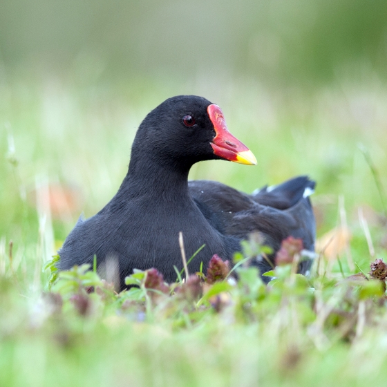 Moorhen, Sarah Kelman