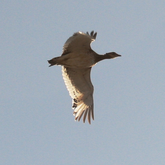 Little Bustard, Simon Gillings