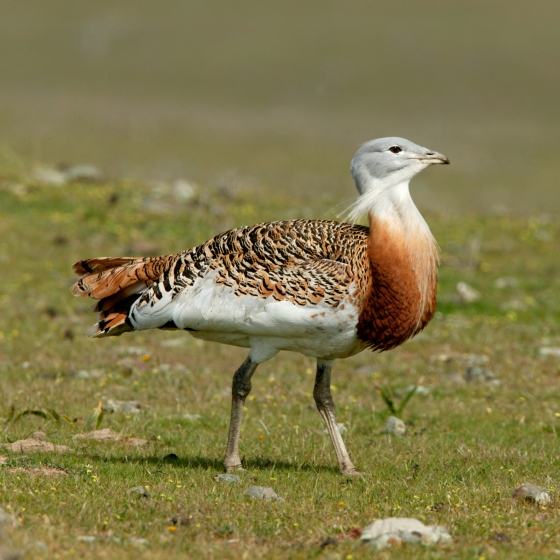 Great Bustard, Chris Knights