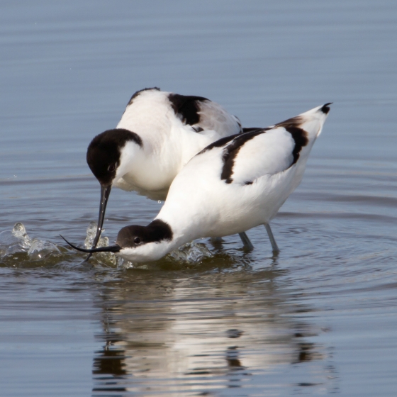 Avocet, Allan Drewitt