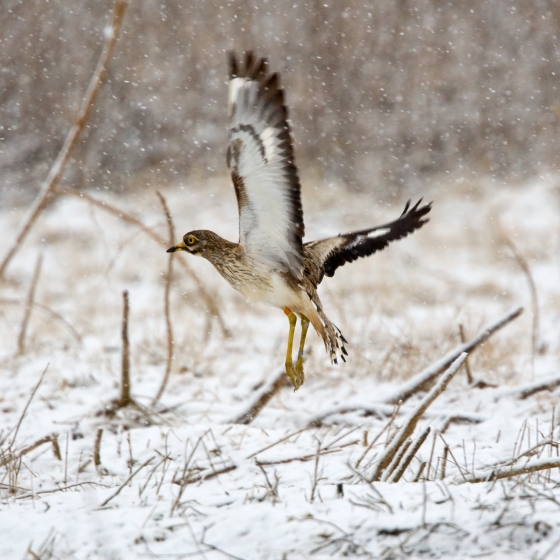 Stone-curlew, Chris Knights