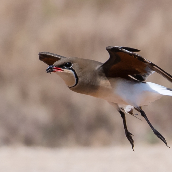 Collared Pratincole, Philip Croft