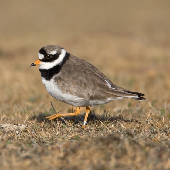 Ringed Plover, Liz Cutting