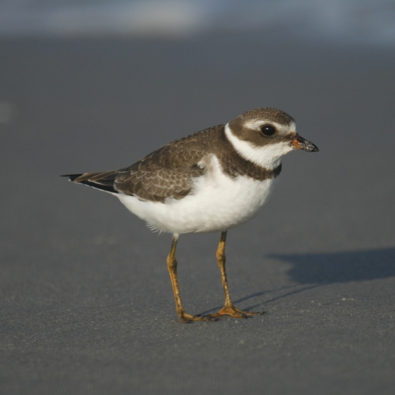 Semipalmated Plover, Simon Gillings