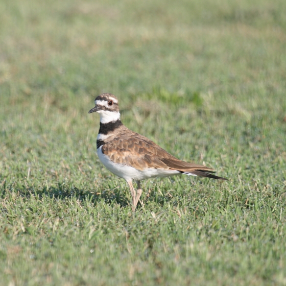 Killdeer, Simon Gillings