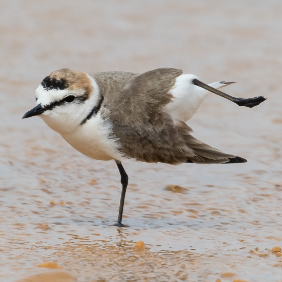 Kentish Plover, Philip Croft