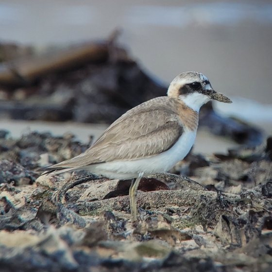 Greater Sand Plover, Toby Carter