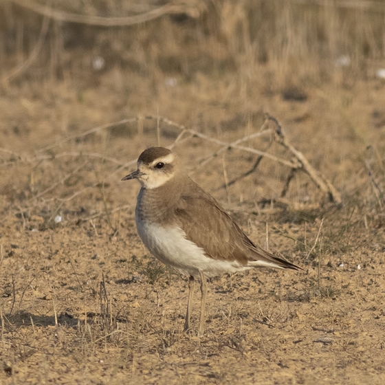 Caspian Plover, Yoav Perlman