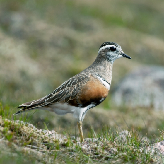 Dotterel, Edmund Fellowes