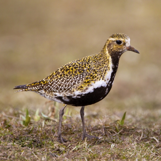 Golden Plover, Edmund Fellowes