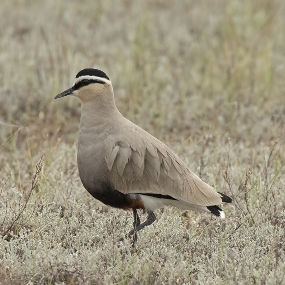 Sociable Lapwing, Yoav Perlman