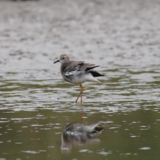 White-tailed Lapwing, Keith Lindley
