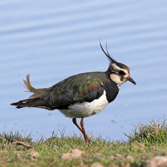 Lapwing, Allan Drewitt