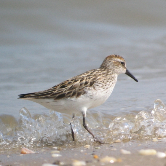 Semipalmated Sandpiper, Simon Gillings