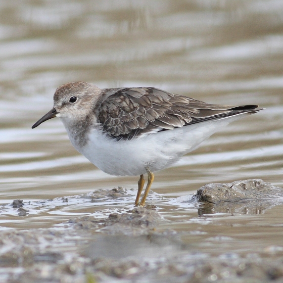 Temmincks Stint, Brendan Doe