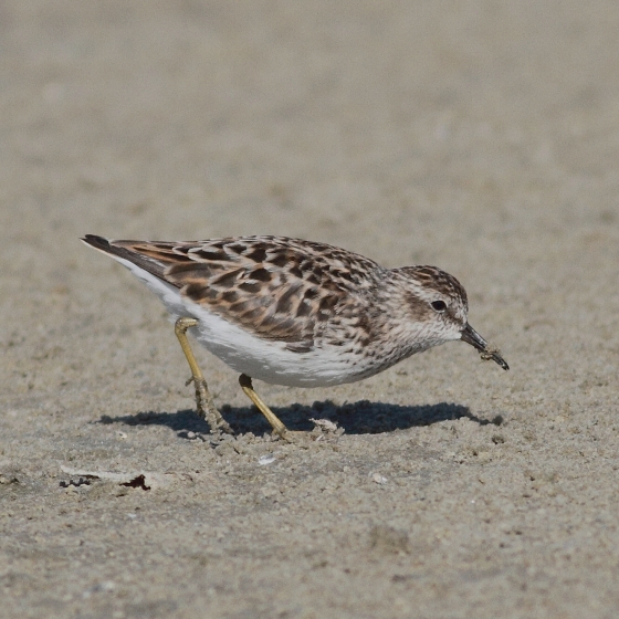 Least Sandpiper, Brendan Doe