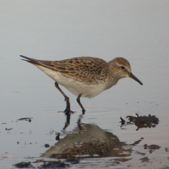 White-rumped Sandpiper, Simon Gillings