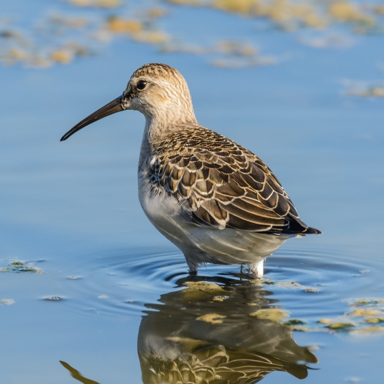 Curlew Sandpiper, Philip Croft