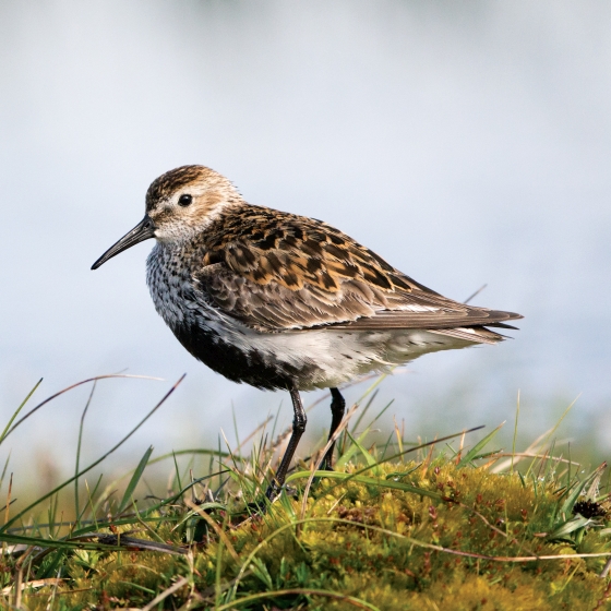 Dunlin, Edmund Fellowes