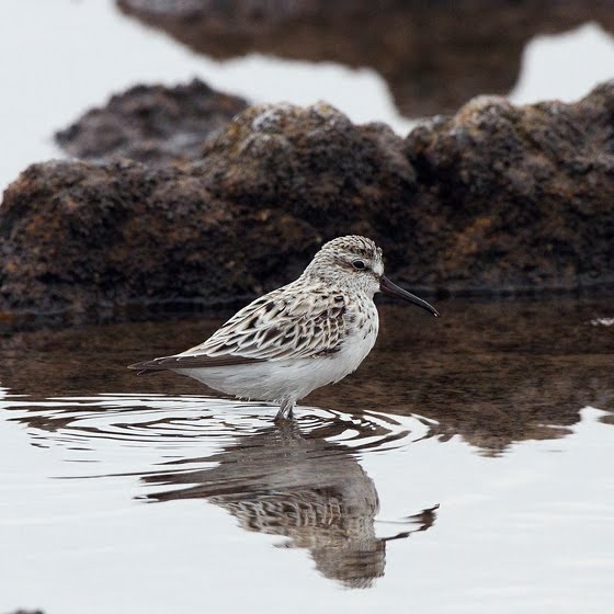 Broad-billed Sandpiper, Yoav Perlman