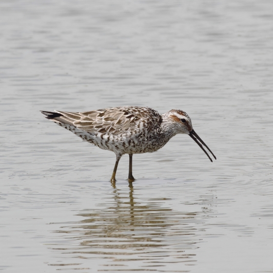 Stilt Sandpiper, Brendan Doe