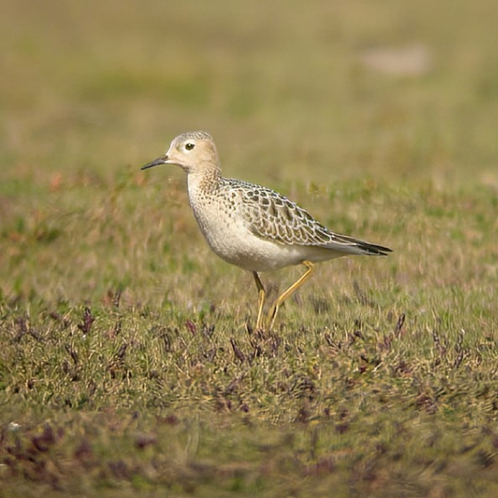 Buff-breasted Sandpiper, Brendan Doe