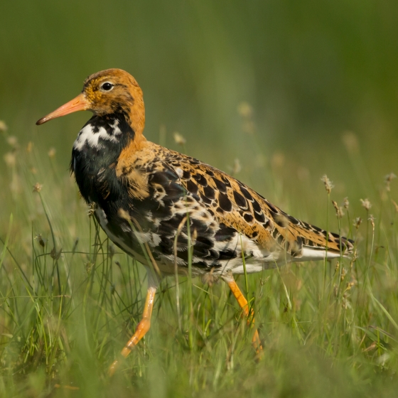 Ruff, Edmund Fellowes