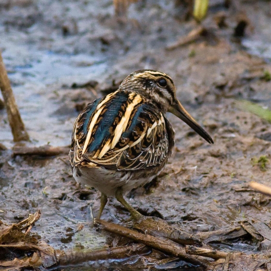 Jack Snipe, Allan Drewitt