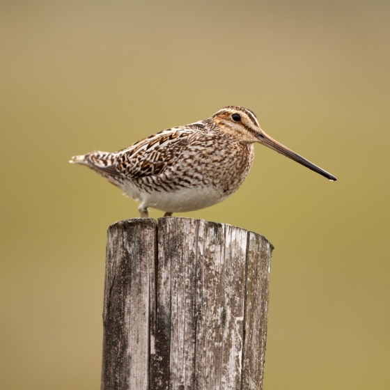 Snipe, Graham Clarke