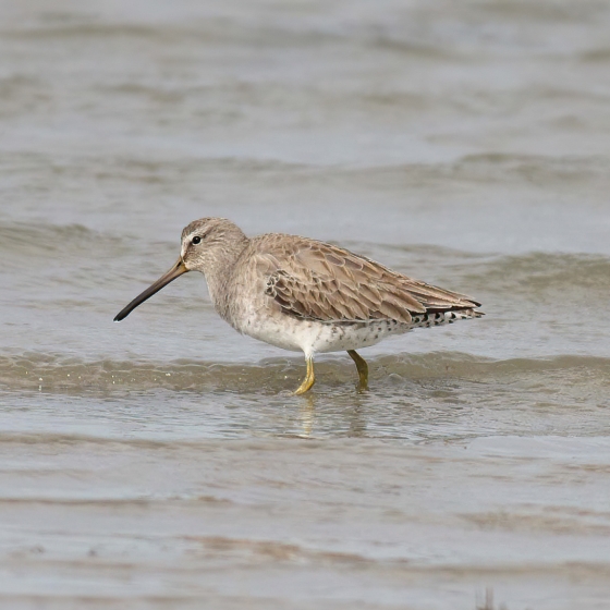 Short-billed Dowitcher, Brendan Doe