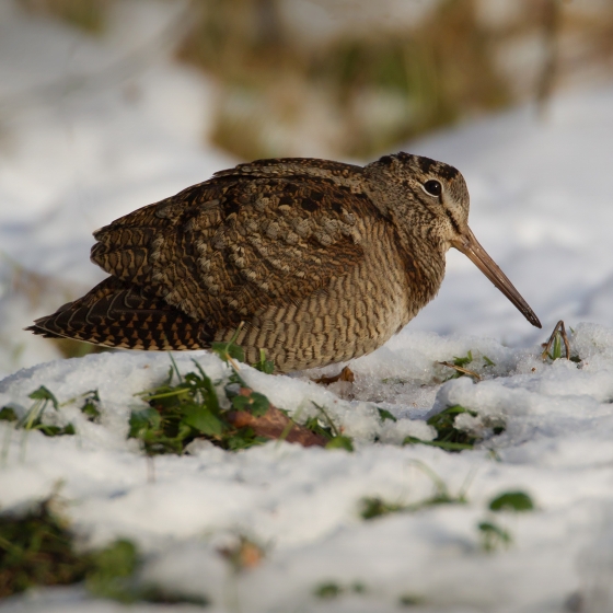 Woodcock, Liz Cutting