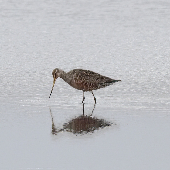 Hudsonian Godwit, Brendan Doe