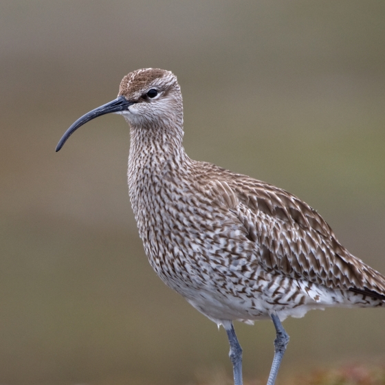 Whimbrel, Chris Knights