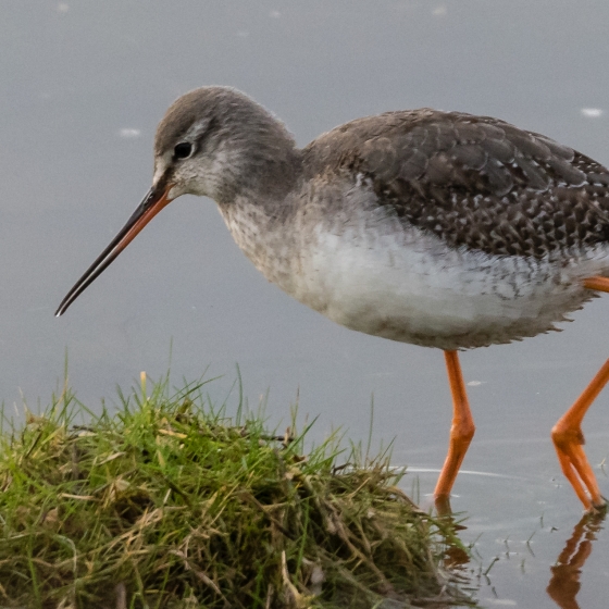 Spotted Redshank, Philip Croft