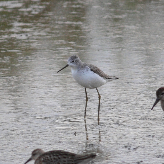 Marsh Sandpiper, Brendan Doe