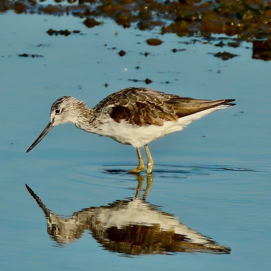 Greenshank, Tom Cadwallender