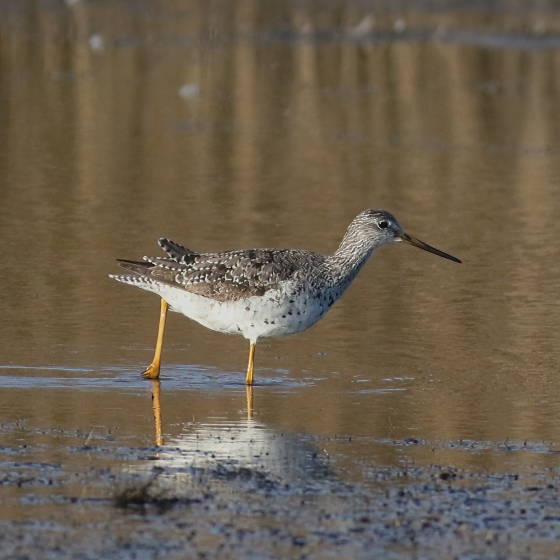 Greater Yellowlegs, Brendan Doe