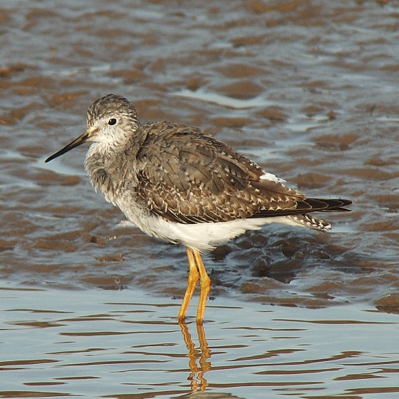 Lesser Yellowlegs, Neil Calbrade