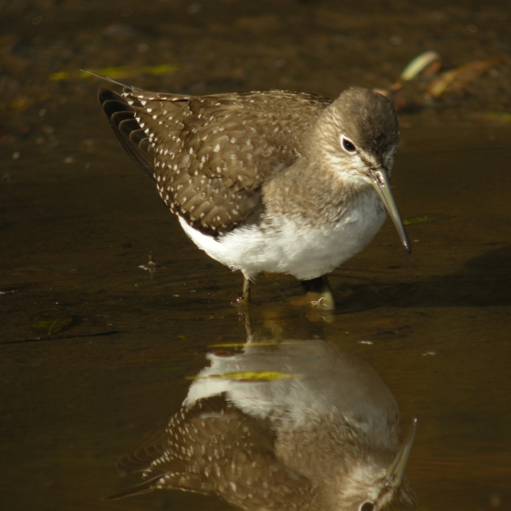 Solitary Sandpiper, Scott Mayson