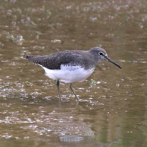 Green Sandpiper, Allan Drewitt