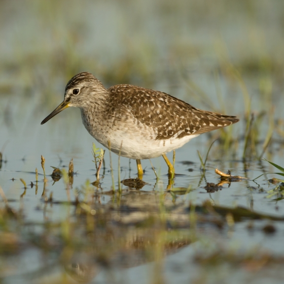 Wood Sandpiper, Edmund Fellowes